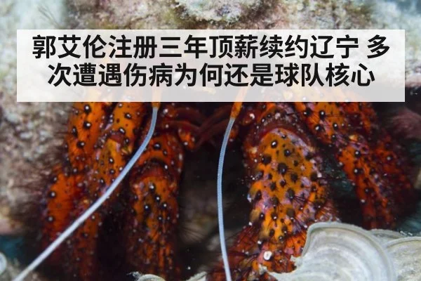 郭艾伦注册三年顶薪续约辽宁 多次遭遇伤病为何还是球队核心